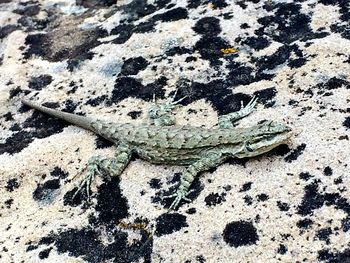 Close-up of lizard