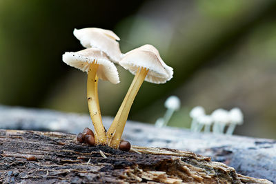 Close-up of mushroom growing on land