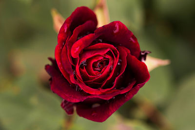 Close-up of red rose