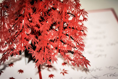 Close-up of maple leaf during autumn paper card