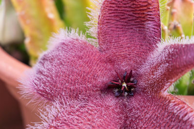 Blooming exotic stapelia african starfish flower in pot close up