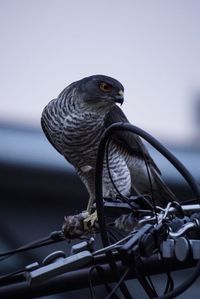 Close-up of bird perching on car