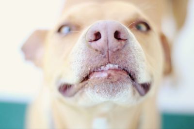 Close-up portrait of dog