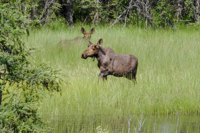 Moose in a field in front of a forest