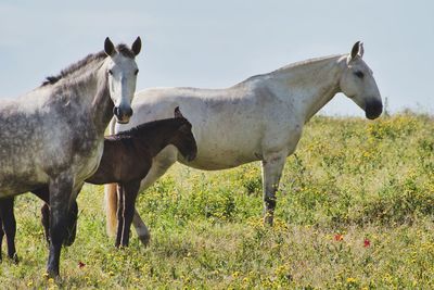 Horses standing in a field