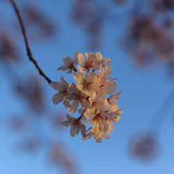 Close-up of tree against sky