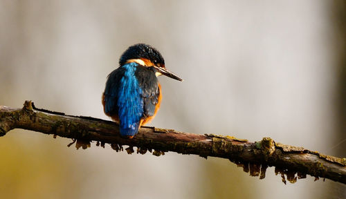 Close-up of bird perching on branch