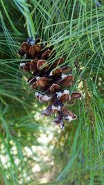 Close-up of flowers on grass