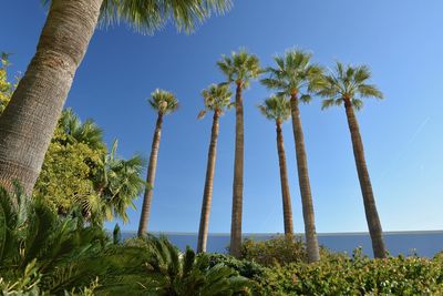 Low angle view of palm trees against clear blue sky