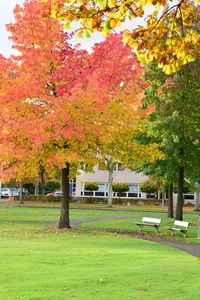 Trees in park against sky during autumn