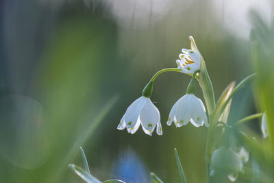 Close-up of white flowering plant