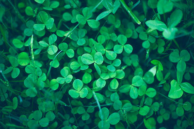 Close up of green fresh shamrock leaves. spring st. patrick's day clovers background. top view.
