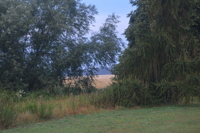 Trees on field against sky