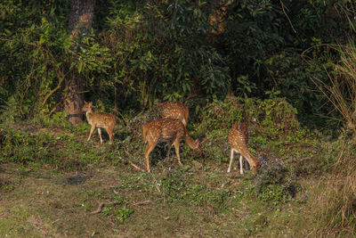 Wild gazelles standing on the edge of the forest in chitwan nationalpark in nepal