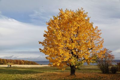 Tree in autumn