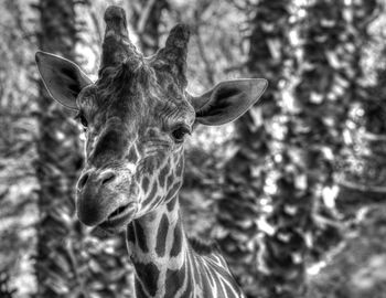 Inquisitive giraffe