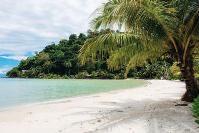 Palm trees on beach by sea against sky