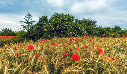 Red poppy flowers on field against sky