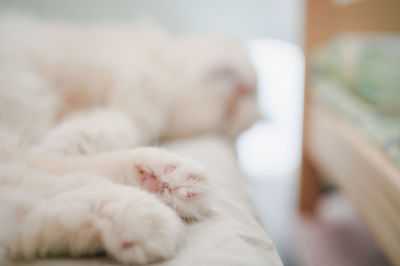 Close-up of cat sleeping at home