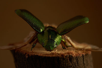 Close-up of insect