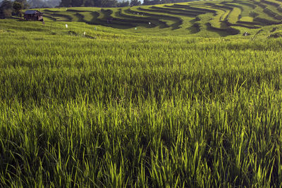 Scenic view of rice field