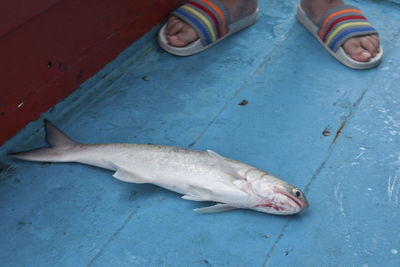 Low section of man wearing fish