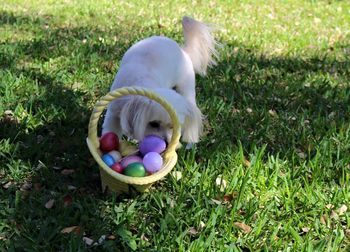 Dog playing with easter eggs in container on park