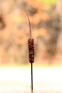 Close-up of dead plant against blurred background