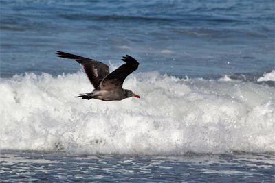 Bird flying over sea