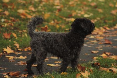 Dog on field