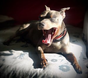 Dog sleeping on bed at home