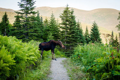 Side view of moose in forest