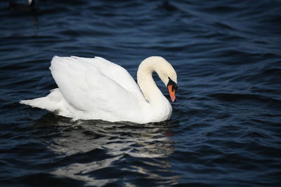 Swan swimming in lake