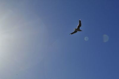 Low angle view of bird flying against blue sky