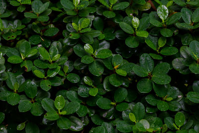 Abstract stunning green leaf texture, tropical leaf foliage nature dark green background.