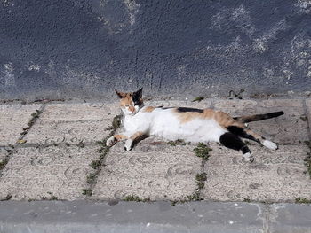 High angle view of a dog