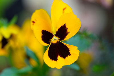 Close-up of yellow flowering plant