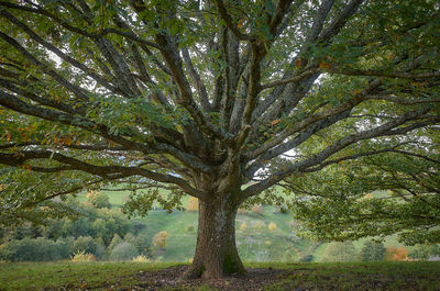 Low angle view of trees in forest