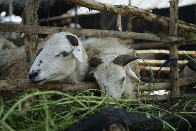 Sacrificial animal market in palembang, south sumatra on wednesday, july 29, 2020. 