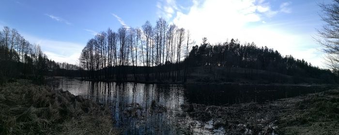 Low angle view of trees against sky