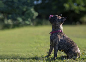 Dog standing on field