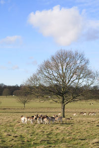 Deer standing grazing on field against sky
