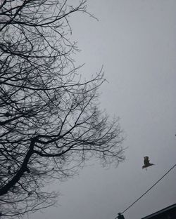 Low angle view of bird perching on bare tree