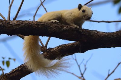 Low angle view of a squirrel on tree