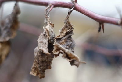 Close-up of dried hanging outdoors
