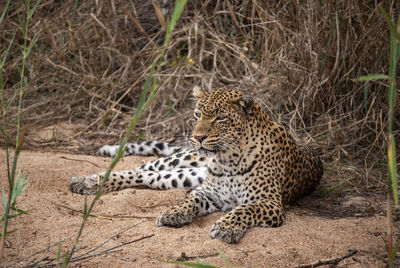 A leopard resting