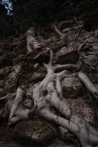 View of dead tree in forest