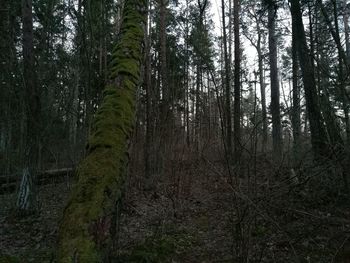 Trees in forest