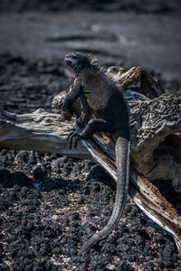 High angle view of marine iguana on driftwood at beach