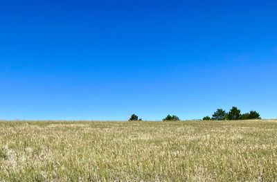 Scenic view of agricultural field against clear blue sky